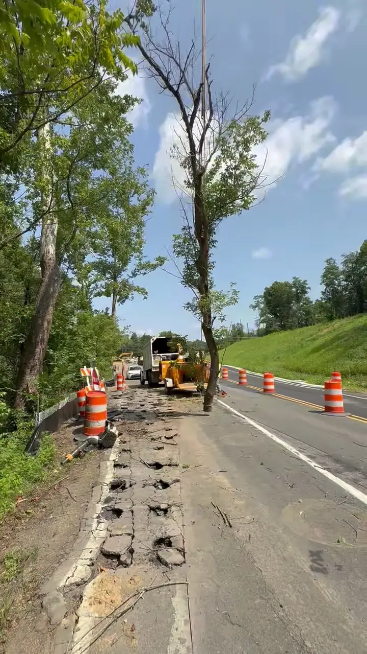Tree-work area with equipment and traffic cones beside a road